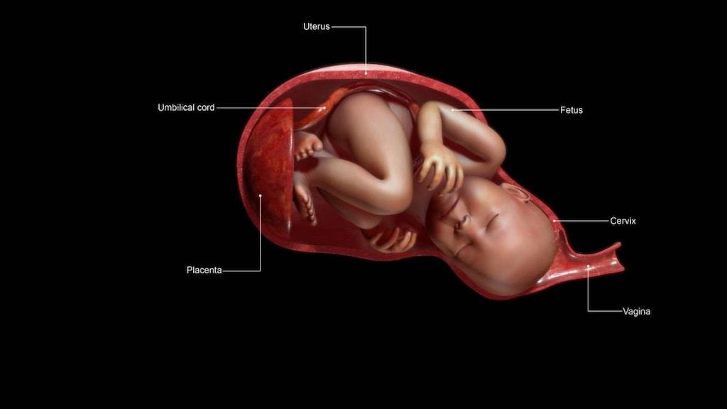 Baby Positions in Womb: What They Are and How to Tell