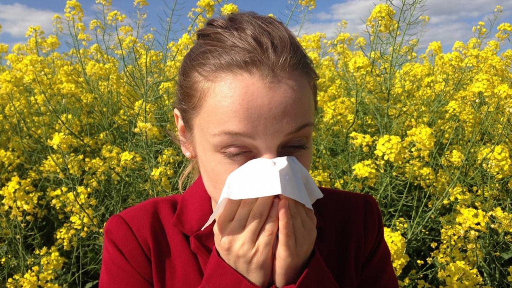 Women with allergies blowing nose.