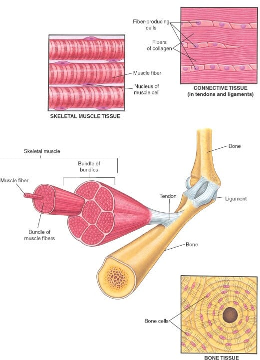 Introduction to the Biology of the Musculoskeletal System - Bone, Joint